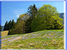 Naturfoto: Bergfr&uuml;hling