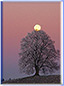 Naturfoto: Dezembermond