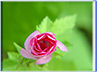 Naturfoto: Lebens-Entfaltung
