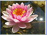 Naturfoto: Om Mani Padme Hum