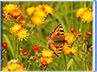 Naturfoto: Rhapsodie Orange